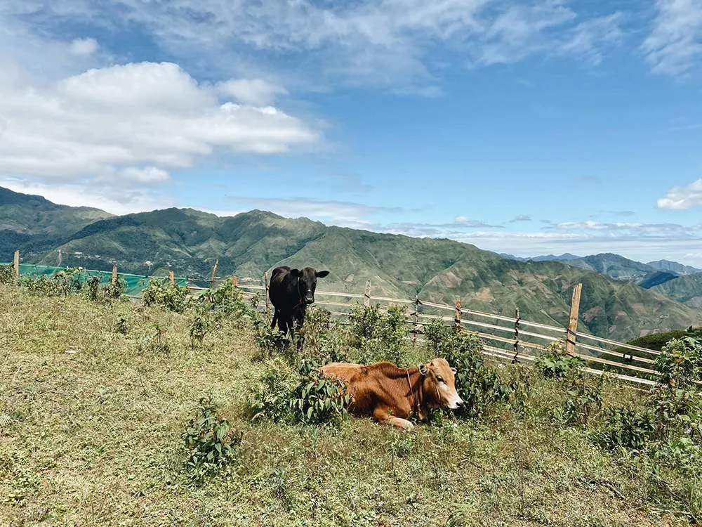 3 ngày trekking chinh phục sống lưng khủng long Tà Xùa