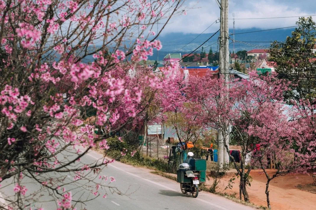 Ấn tượng cung đường rợp bóng mai anh đào Đà Lạt trên dốc Đa Quý