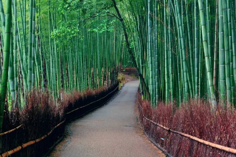 Arashiyama nơi tụ hội những viên ngọc tự nhiên tại Kyoto