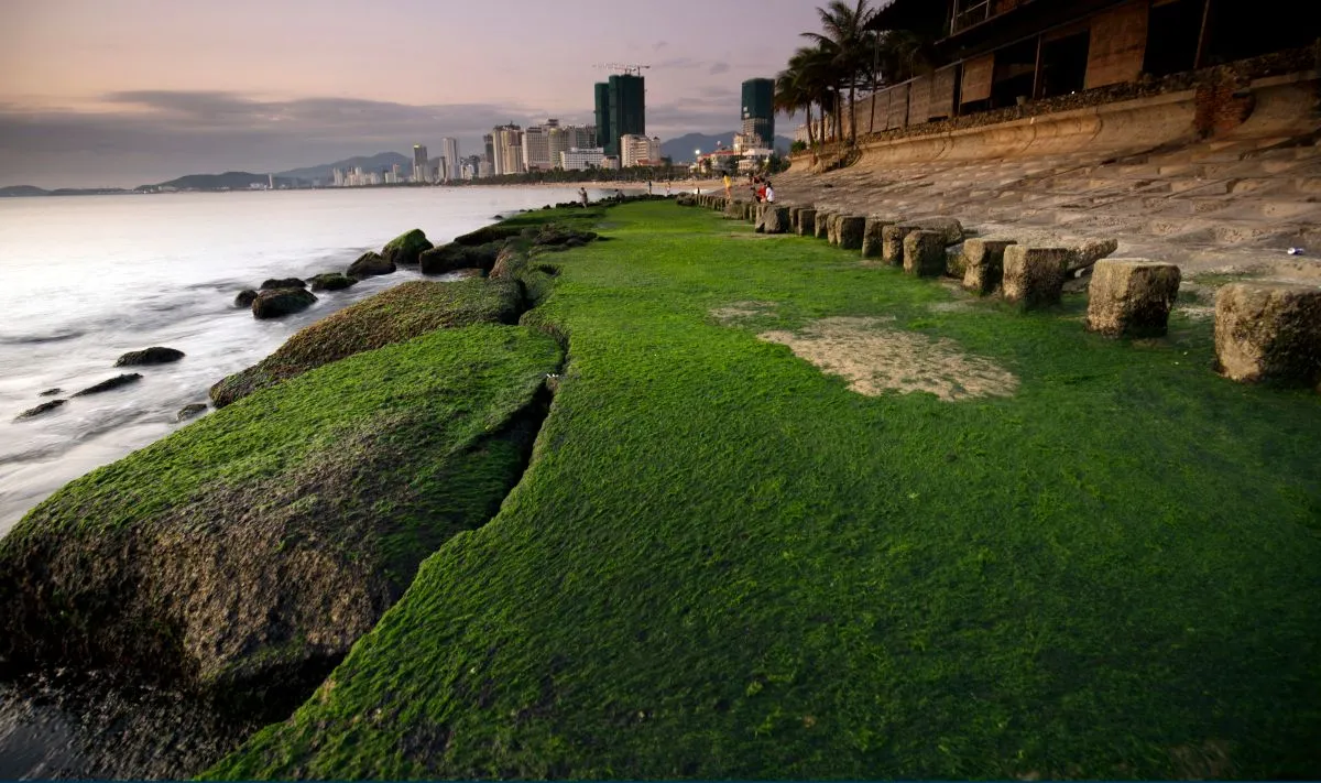 Bãi rêu Nha Trang – Khám phá vẻ đẹp đầy mê hoặc mà thiên nhiên ban tặng