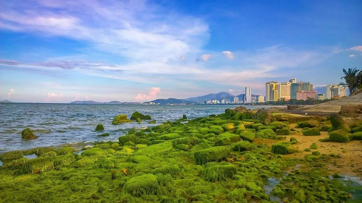 Bãi rêu Nha Trang – Khám phá vẻ đẹp đầy mê hoặc mà thiên nhiên ban tặng