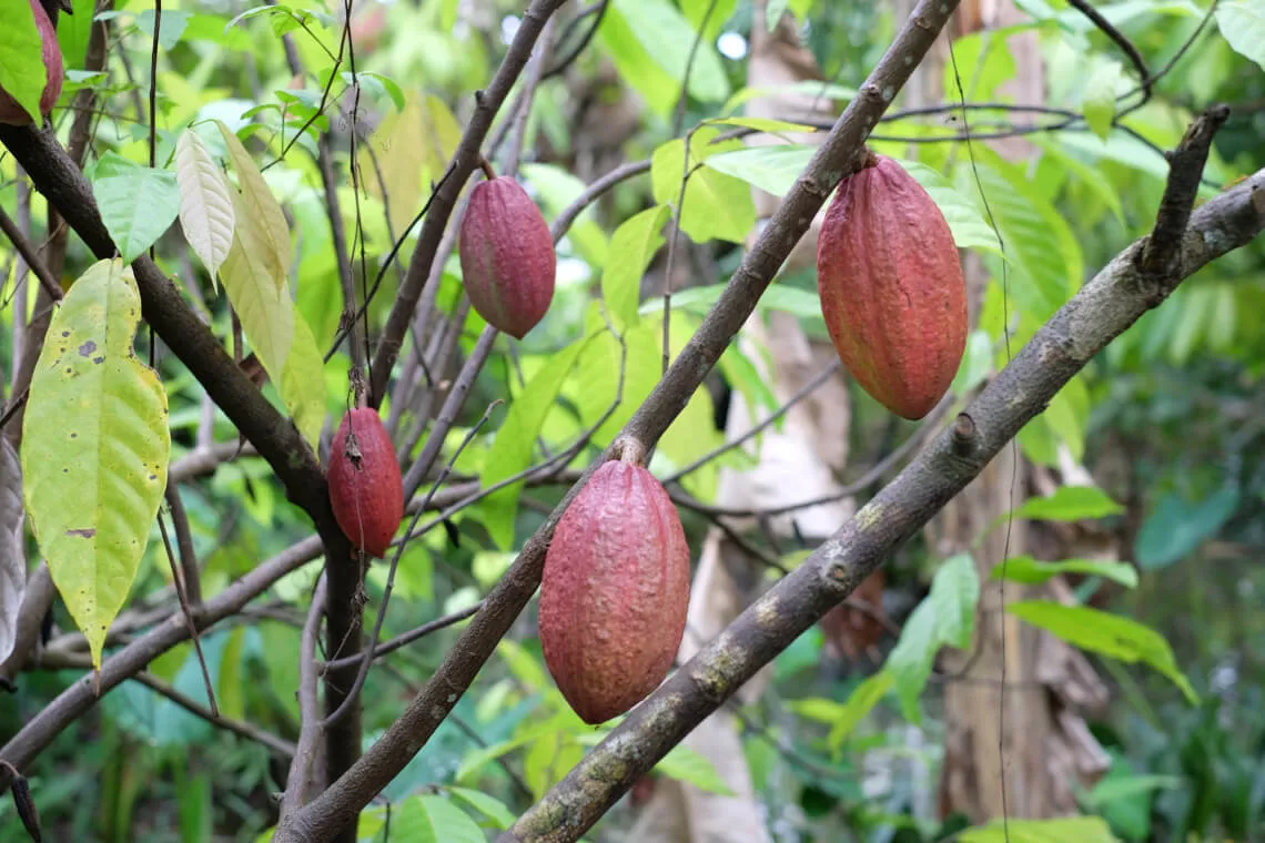 Bạn đã thử chưa Cacao Mười Cương thơm ngon chỉ có tại Tây Đô?