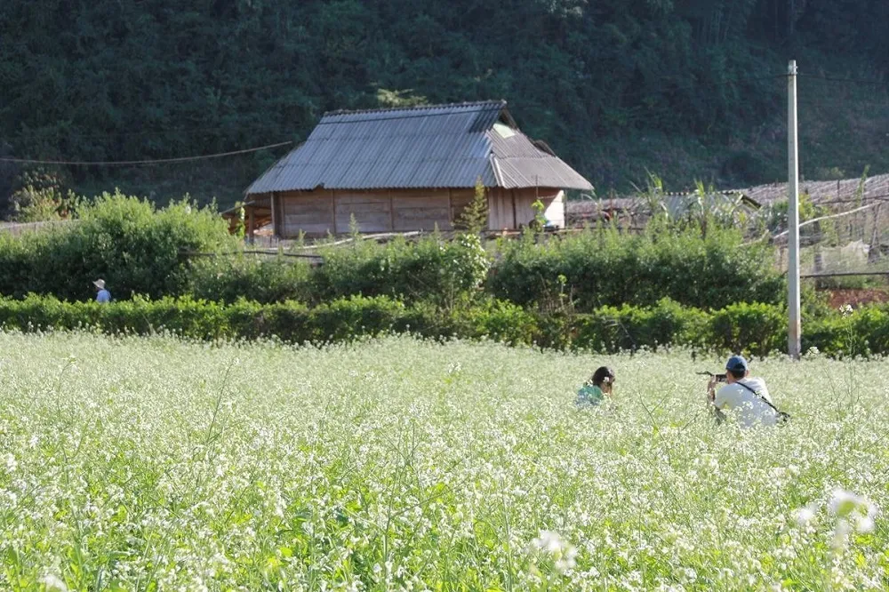 Bản Pa Phách – Thiên đường hoa lá rợp trời giữa Mộc Châu thơ mộng