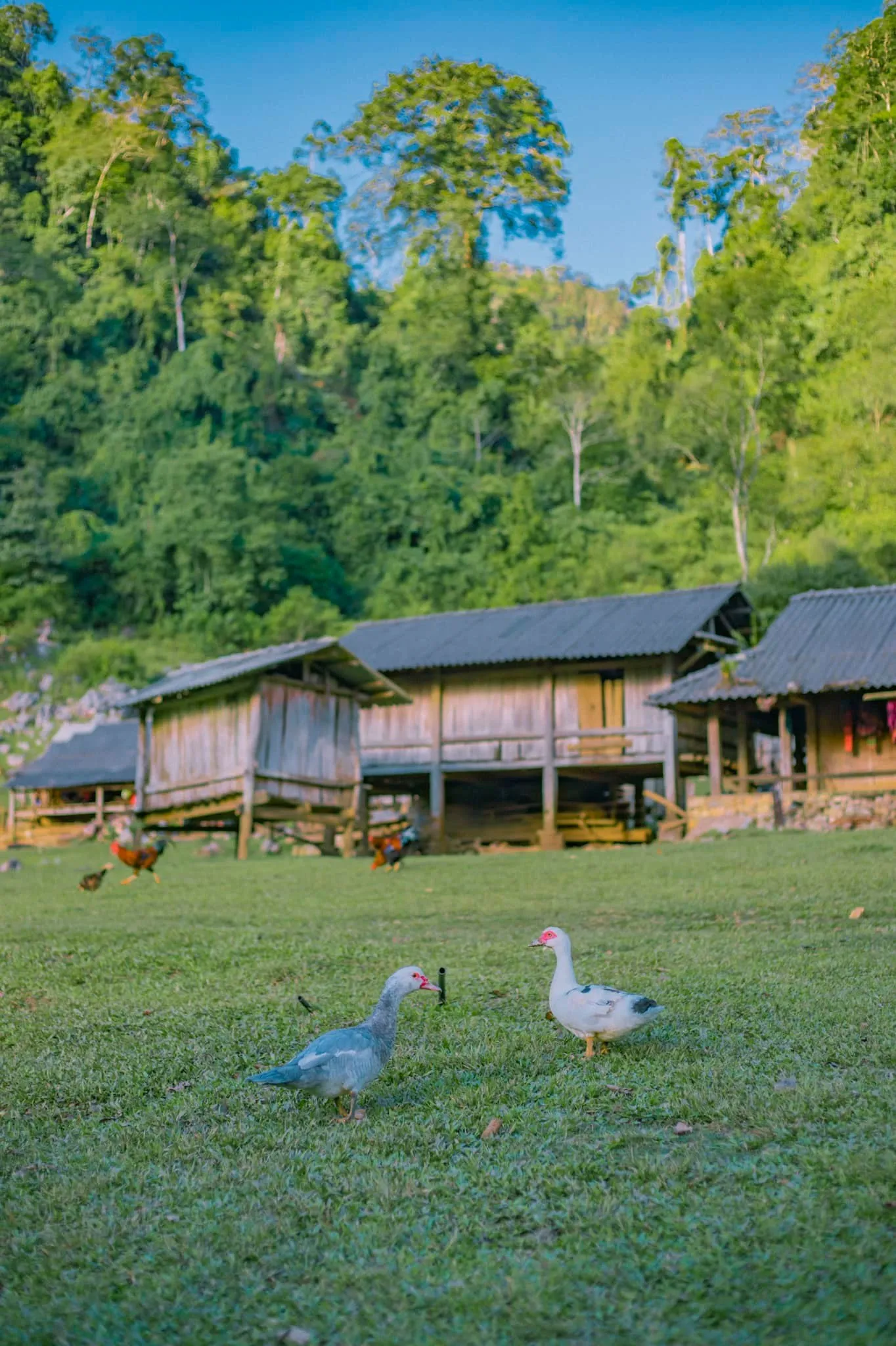 Bắt gặp ngôi làng Hang Táu Mộc Châu (làng Nguyên Thủy) bình yên, giản dị