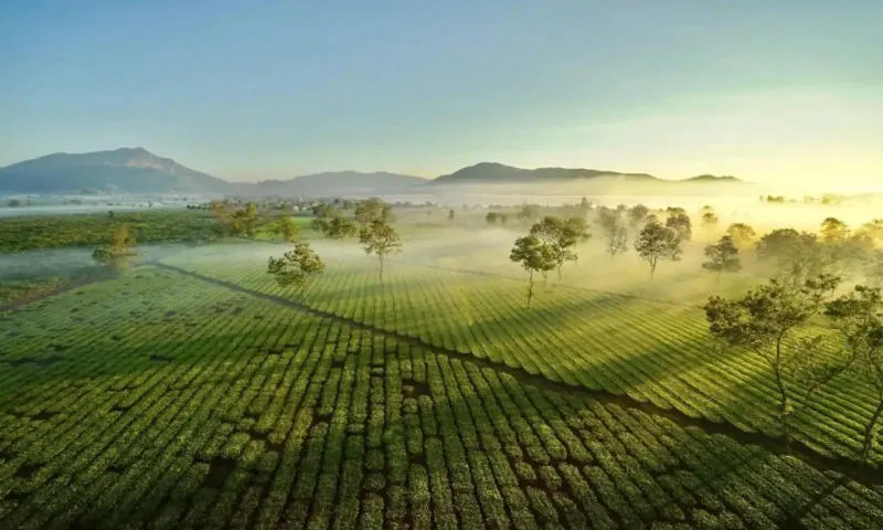 Bật mí Gia Lai có gì chơi cho chuyến đi thêm trọn vẹn