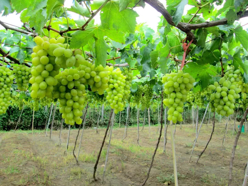 Bật mí Nha Trang có gì chơi và những trải nghiệm độc đáo nhất