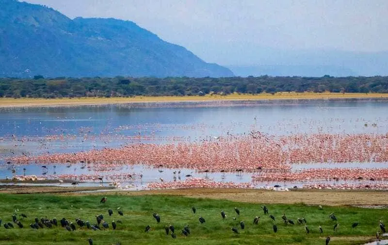 Bức tranh du lịch Tanzania với màu sắc huy hoàng