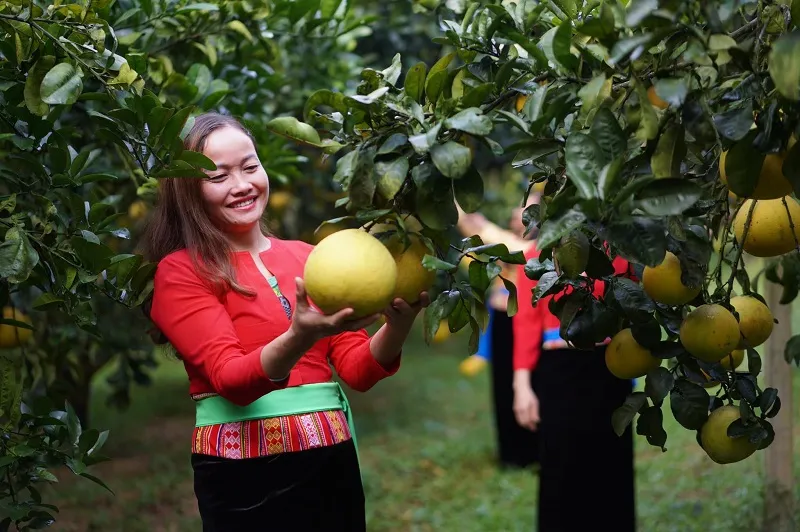 Bưởi đỏ Tân Lạc tươi ngon được ban tặng cho đất Hòa Bình