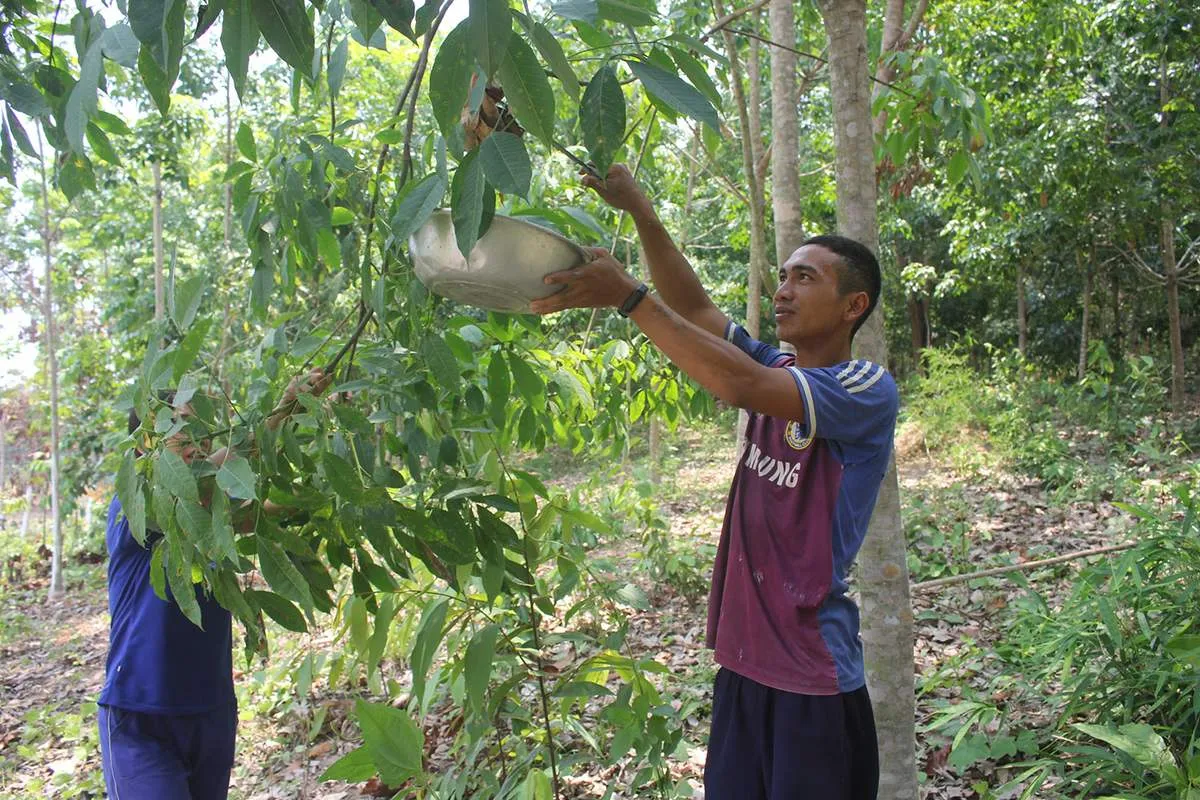 Cá gỏi kiến vàng, đặc sản độc đáo của người dân Rơ Măm