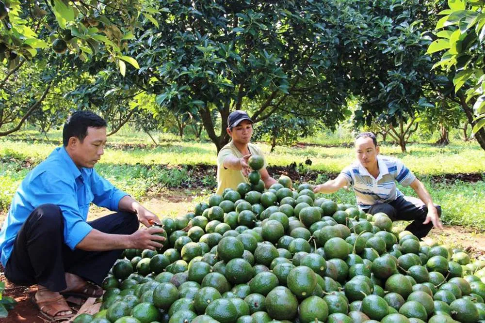 Cách chọn bơ sáp Đà Lạt thơm ngon, béo ngậy