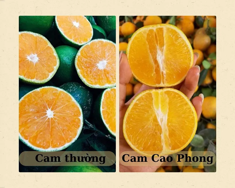 Cam Cao Phong ngon ngọt đặc sản nức tiếng đất Hòa Bình