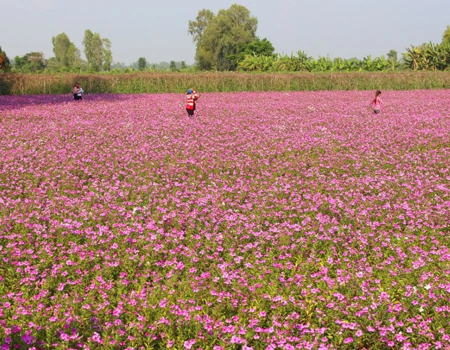 Cánh đồng Hoa Dừa Cạn Tím đẹp mơ màng giữa lòng An Giang