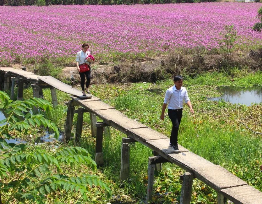 Cánh đồng Hoa Dừa Cạn Tím đẹp mơ màng giữa lòng An Giang