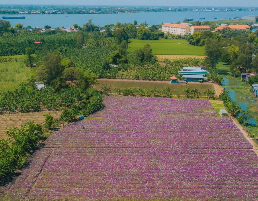 Cánh đồng Hoa Dừa Cạn Tím đẹp mơ màng giữa lòng An Giang