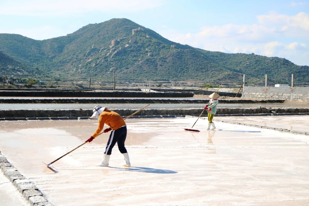 Cánh đồng muối Đầm Vua, ‘cánh đồng tuyết trắng’ giữa trời Ninh Thuận