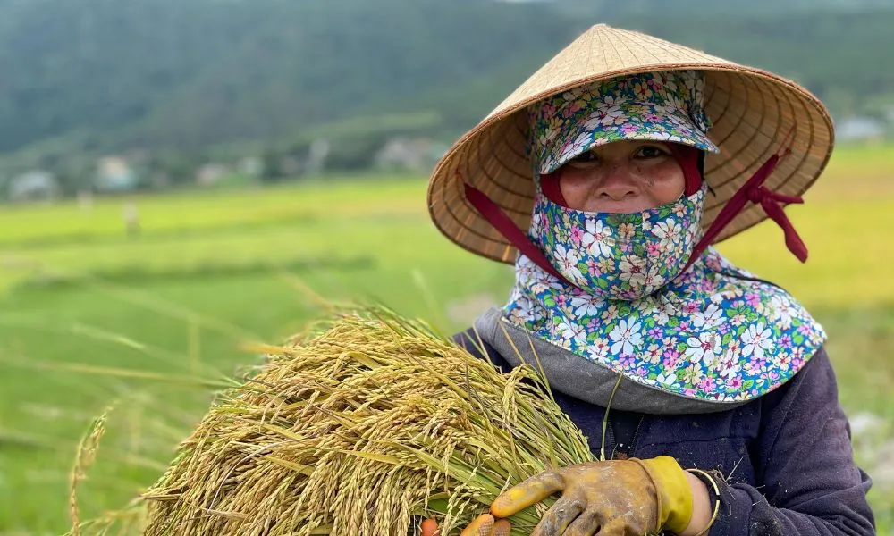 Cánh đồng Ngô Sơn, mảnh ghép tuyệt đẹp giữa đại ngàn xanh thẳm