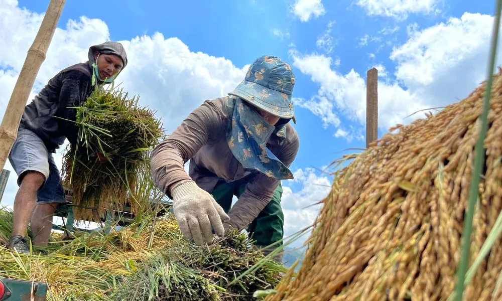 Cánh đồng Ngô Sơn, mảnh ghép tuyệt đẹp giữa đại ngàn xanh thẳm