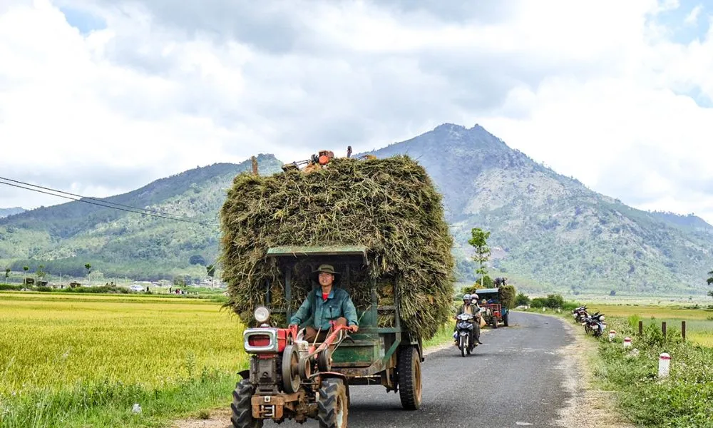 Cánh đồng Ngô Sơn, mảnh ghép tuyệt đẹp giữa đại ngàn xanh thẳm