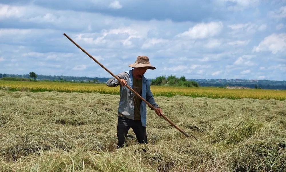 Cánh đồng Ngô Sơn, mảnh ghép tuyệt đẹp giữa đại ngàn xanh thẳm