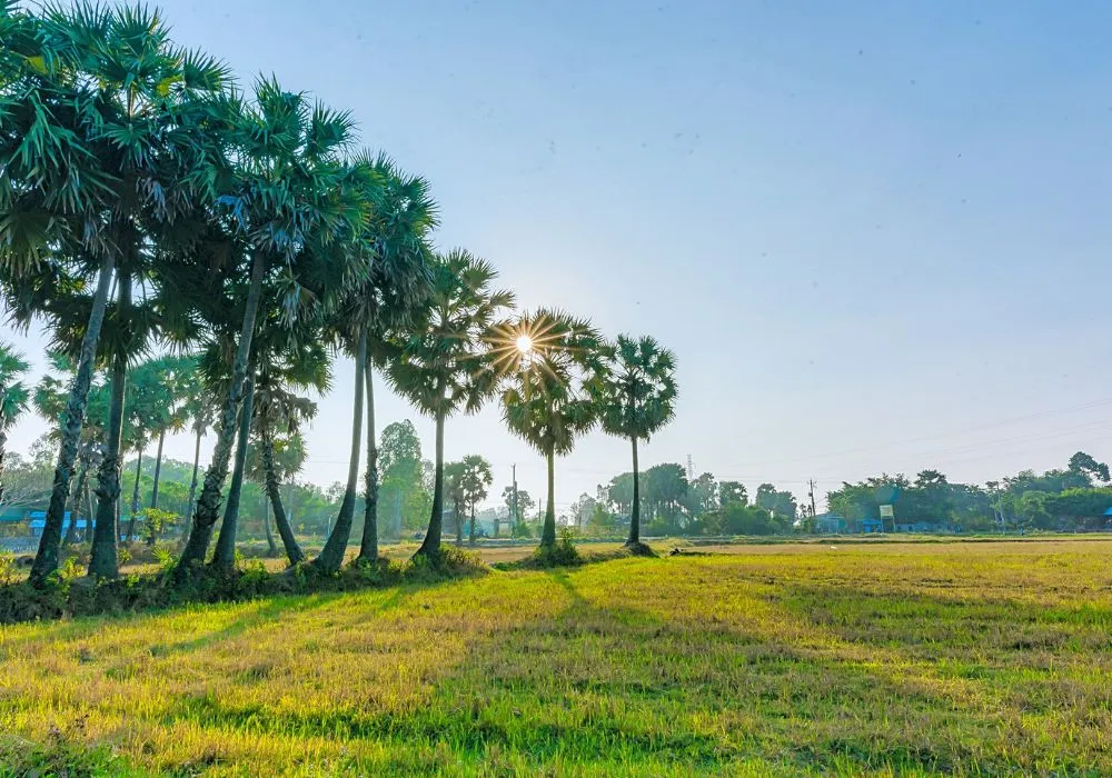 Cánh đồng thốt nốt An Giang qua loạt ảnh cực ấn tượng