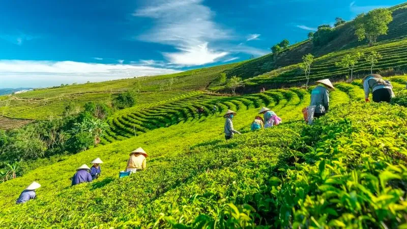 Cầu Đất Farm, nông trại 100 tuổi giữ trọn tình yêu với lá trà xanh