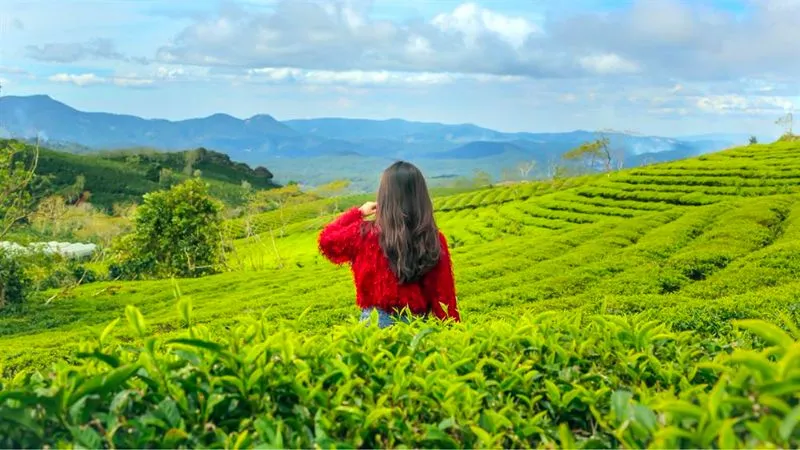 Cầu Đất Farm, nông trại 100 tuổi giữ trọn tình yêu với lá trà xanh