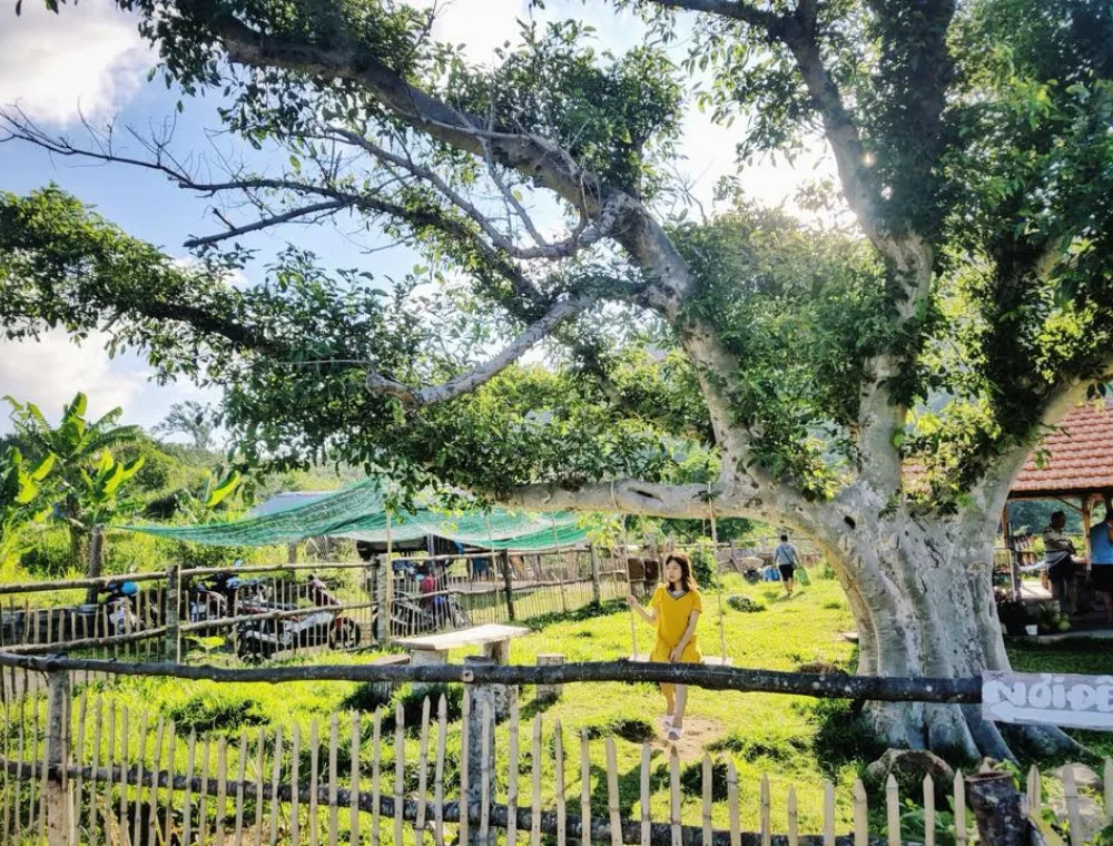 Cây sung 100 tuổi ở Phú Yên – Tọa độ sống ảo đẹp thần sầu tại xứ Nẫu