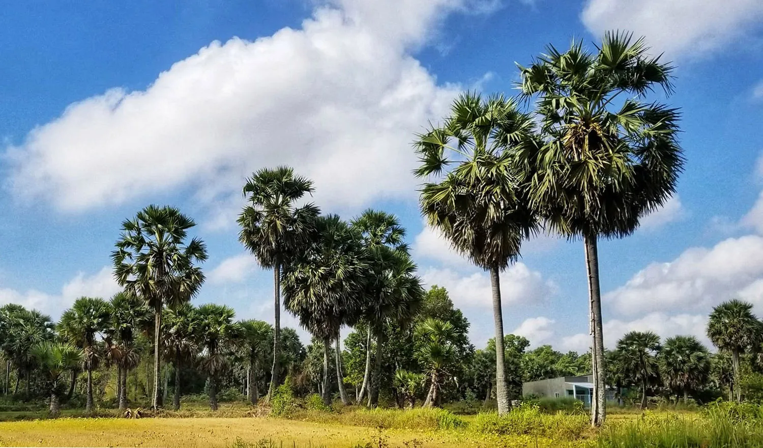 Cây Thốt nốt An Giang, thức quà quý giá đến từ thiên nhiên