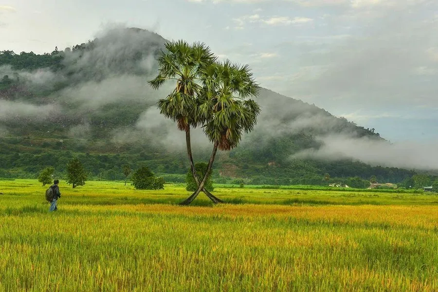 Cây thốt nốt trái tim Tây Ninh, biểu tượng tình yêu độc đáo