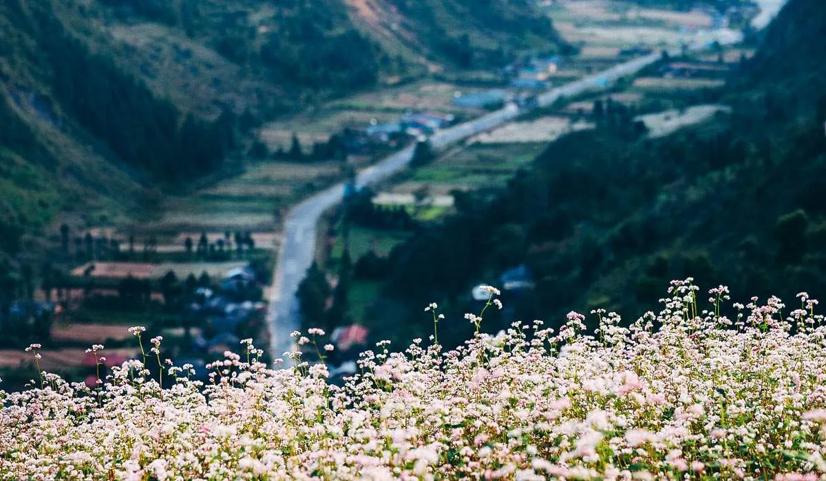 Chẳng thể nào ngưng thổn thức trước vẻ đẹp của Mùa hoa Hà Giang