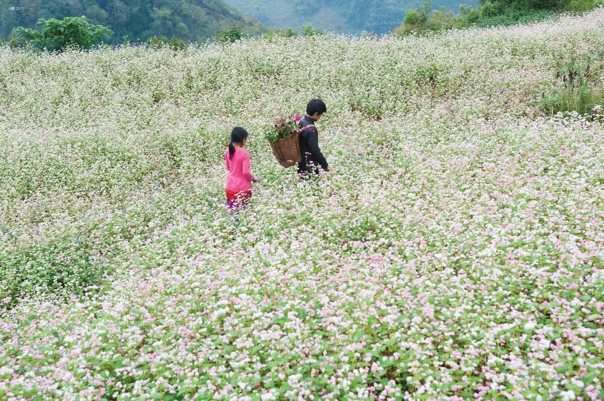 Chẳng thể nào ngưng thổn thức trước vẻ đẹp của Mùa hoa Hà Giang