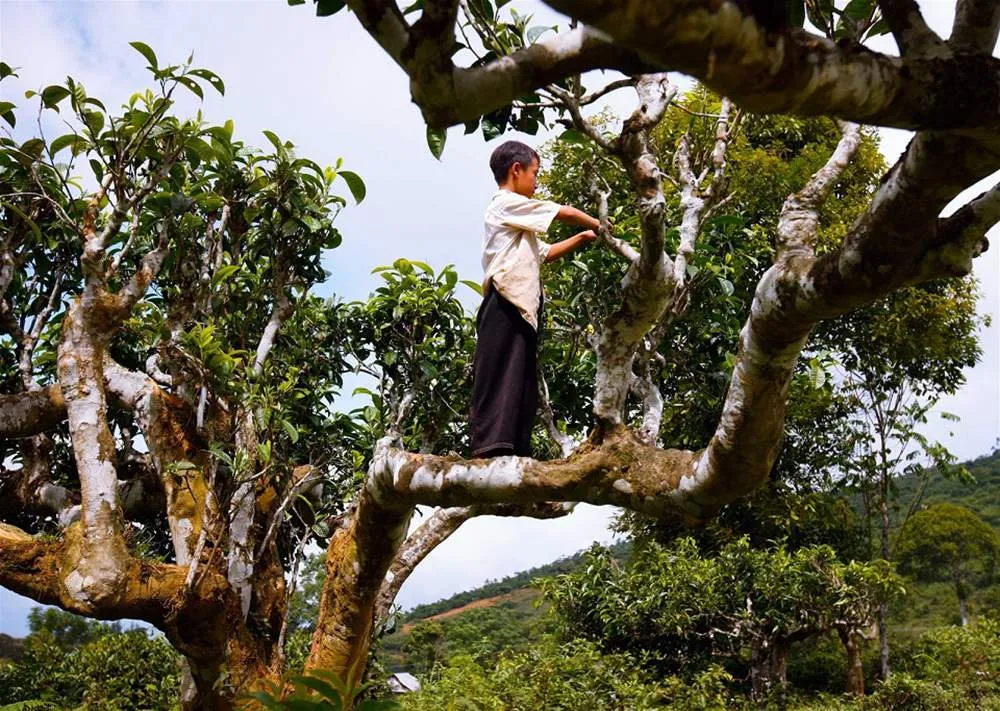 Chè Shan tuyết suối Giàng – Thức quà từ thiên nhiên