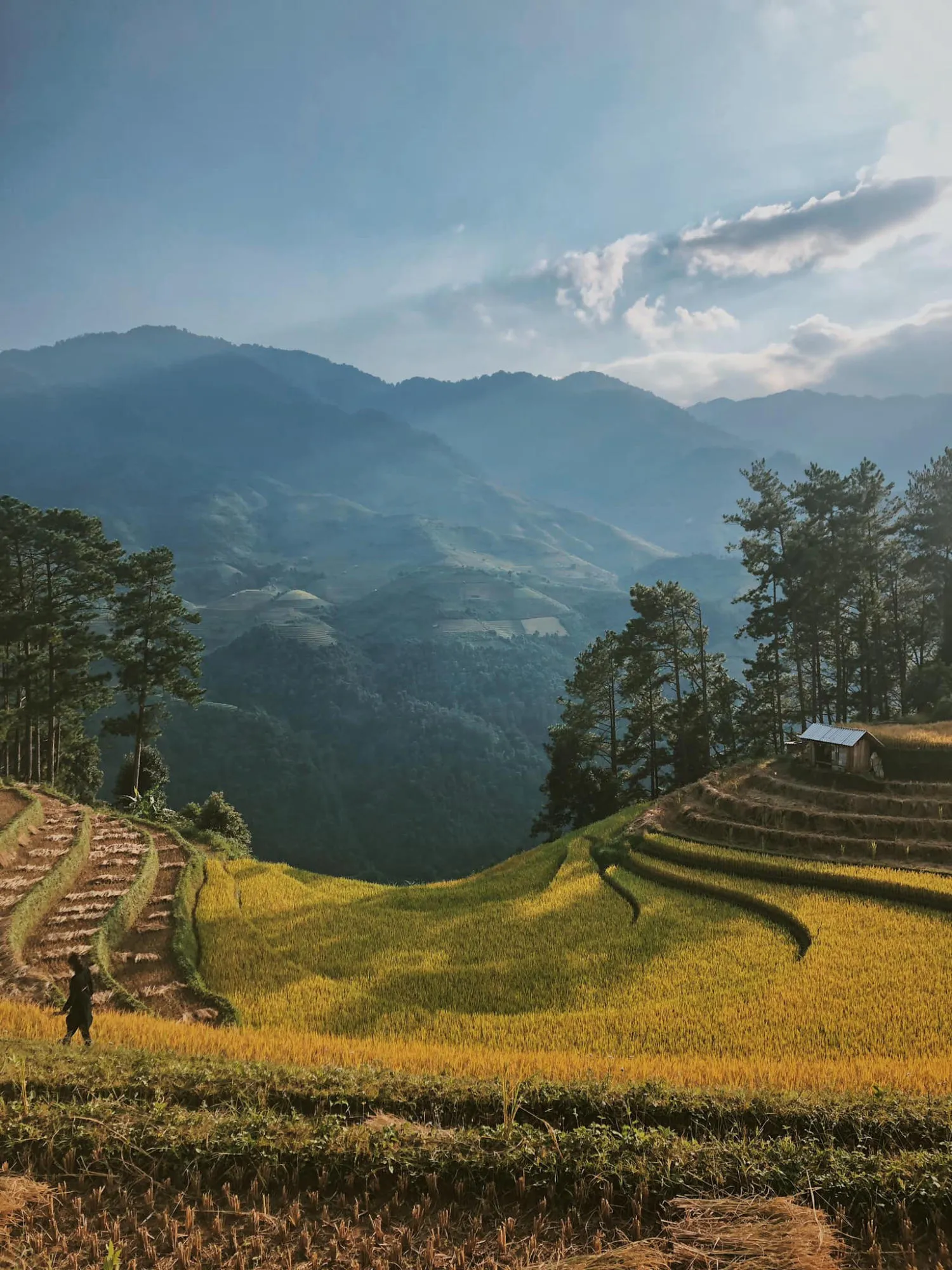 Chiêm ngưỡng Mù Cang Chải cuối mùa lúa chín đẹp say đắm lòng người