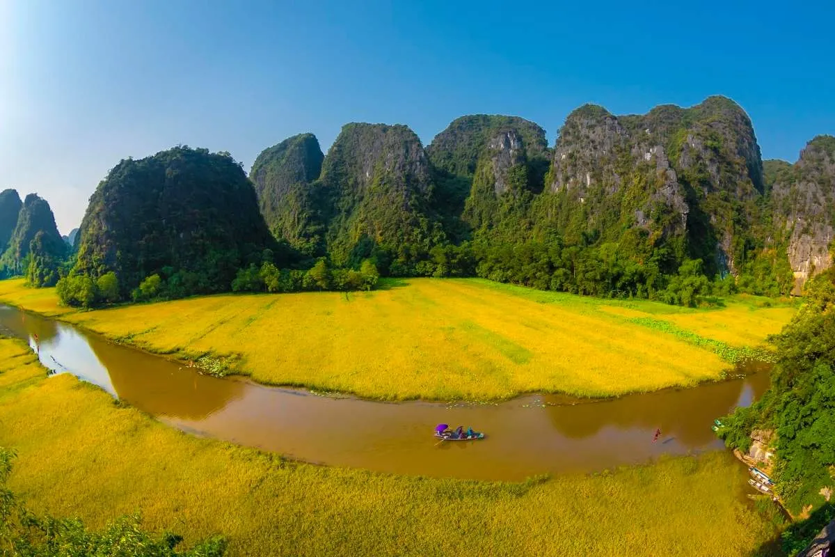 Chiêm ngưỡng mùa lúa chín Ninh Bình vàng óng bên dòng sông Ngô Đồng