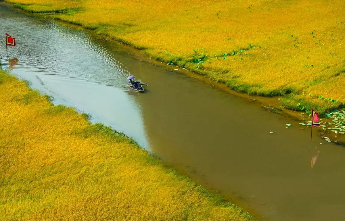 Chiêm ngưỡng mùa lúa chín Ninh Bình vàng óng bên dòng sông Ngô Đồng