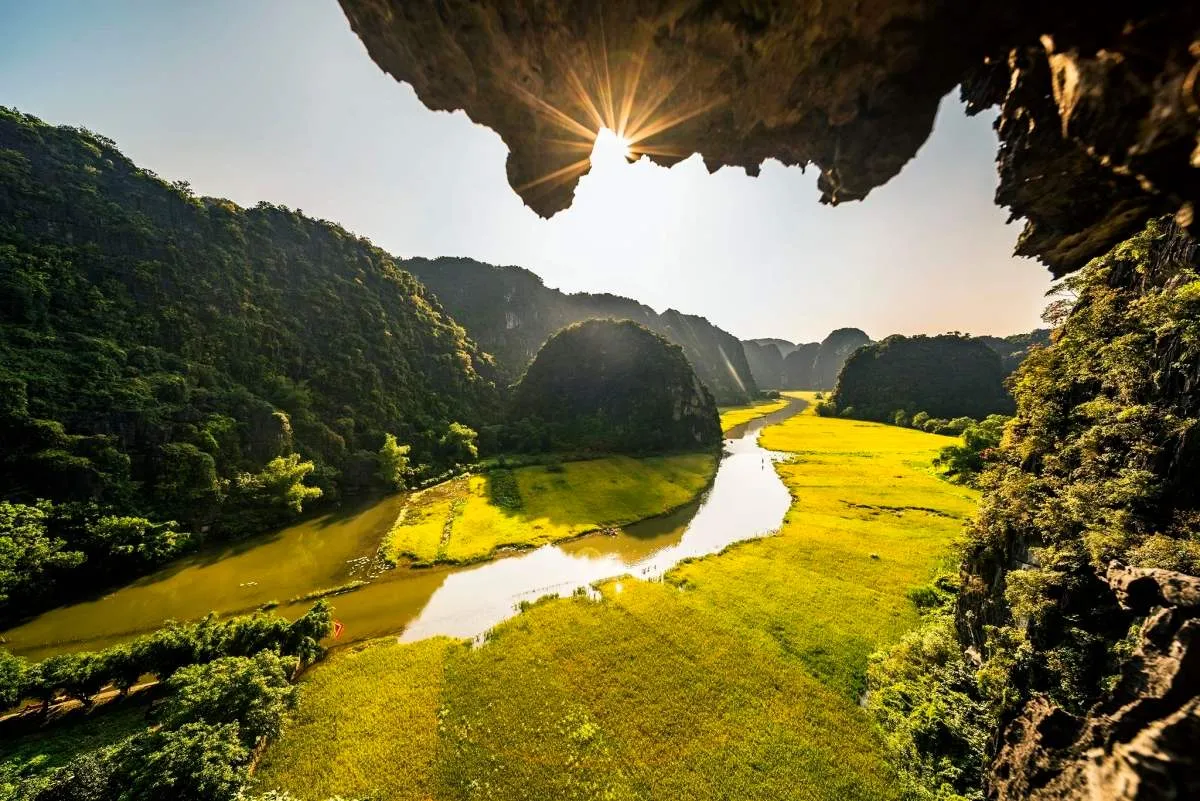 Chiêm ngưỡng mùa lúa chín Ninh Bình vàng óng bên dòng sông Ngô Đồng