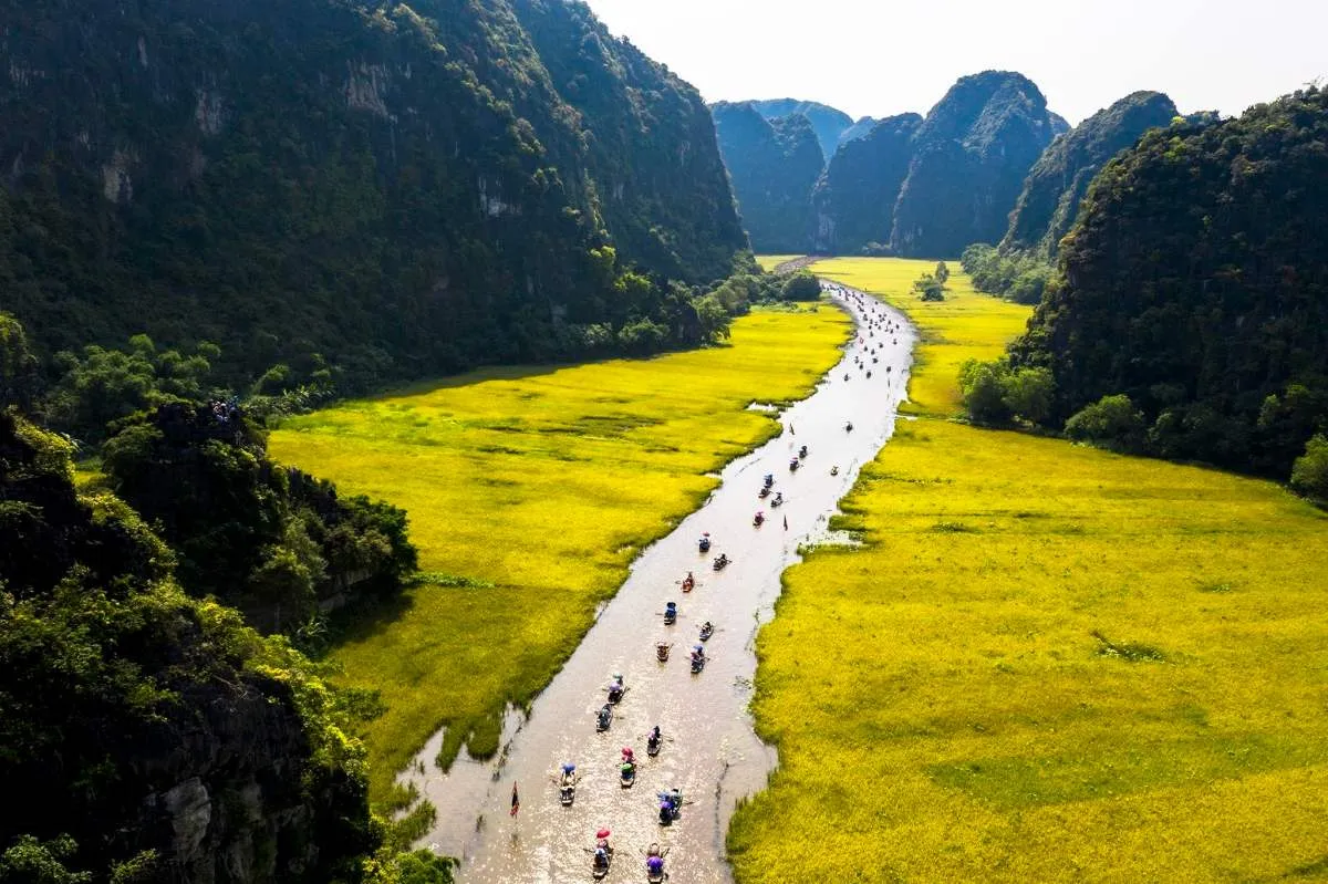 Chiêm ngưỡng mùa lúa chín Ninh Bình vàng óng bên dòng sông Ngô Đồng