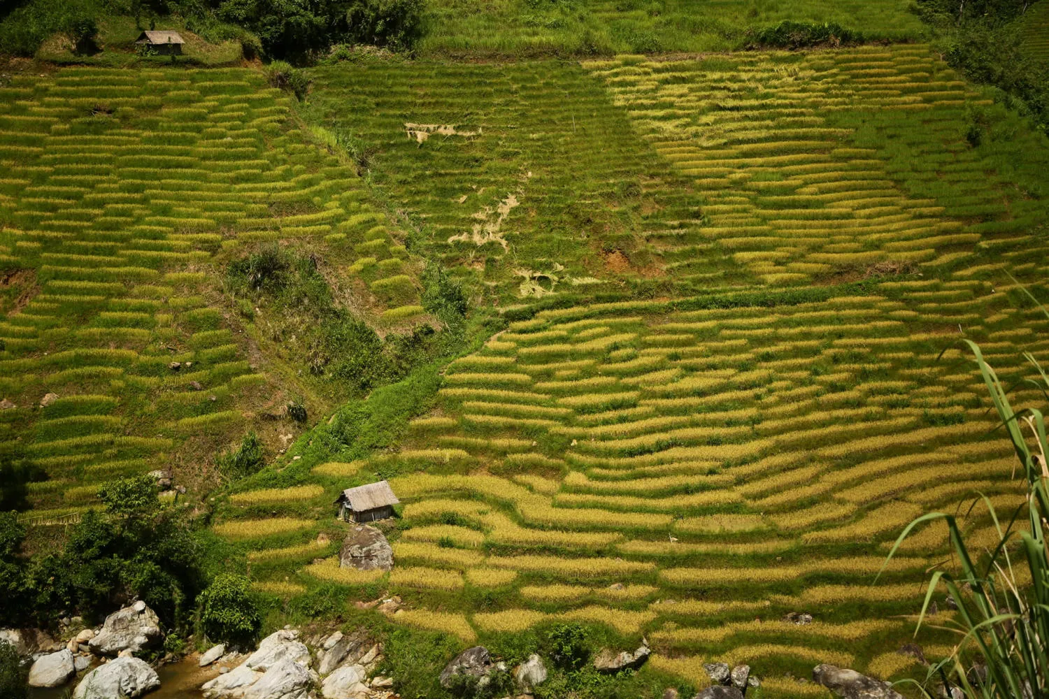 Chiêm ngưỡng Ruộng bậc thang Ngọc Linh đẹp mê hồn trên cao nguyên hùng vĩ