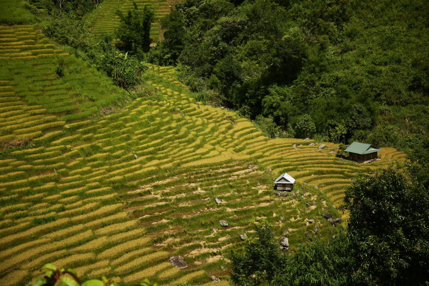 Chiêm ngưỡng Ruộng bậc thang Ngọc Linh đẹp mê hồn trên cao nguyên hùng vĩ