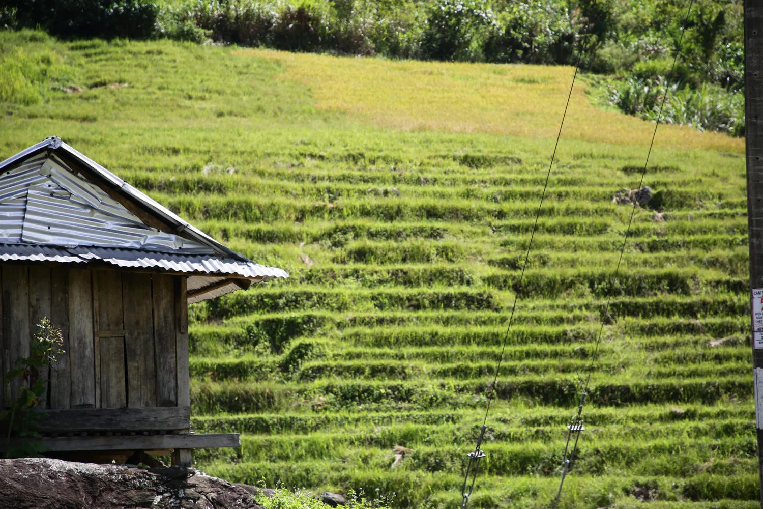 Chiêm ngưỡng Ruộng bậc thang Ngọc Linh đẹp mê hồn trên cao nguyên hùng vĩ