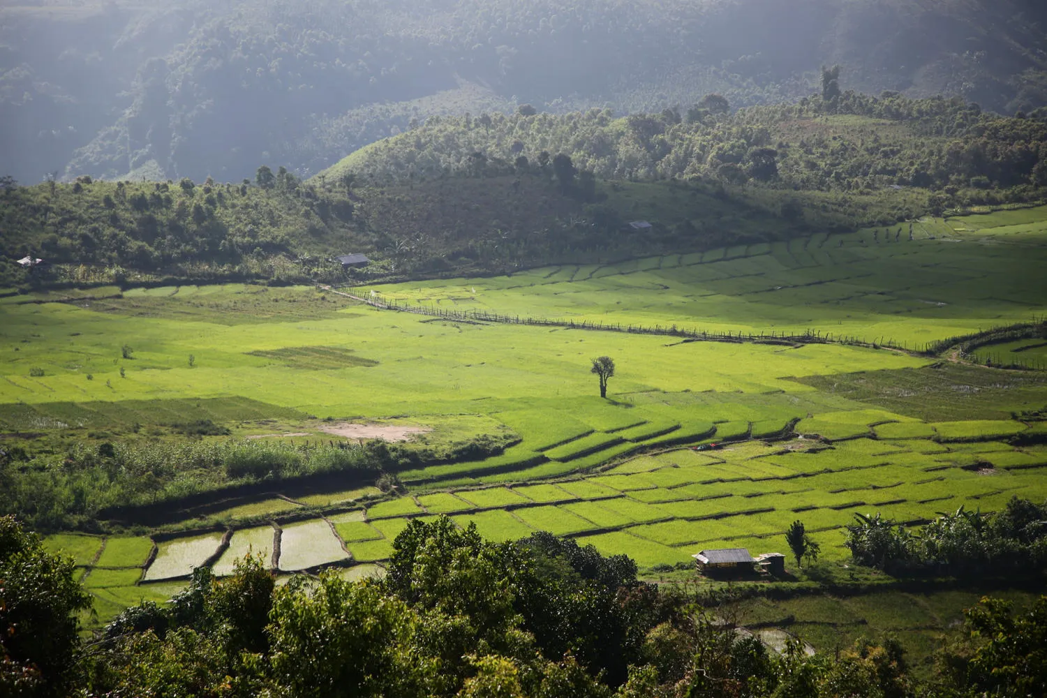 Chiêm ngưỡng Ruộng bậc thang Ngọc Linh đẹp mê hồn trên cao nguyên hùng vĩ