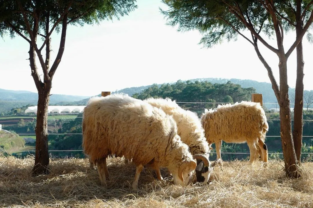 Chika Farm Đà Lạt, trải nghiệm làm nông dân sống ảo tại trang trại châu Âu