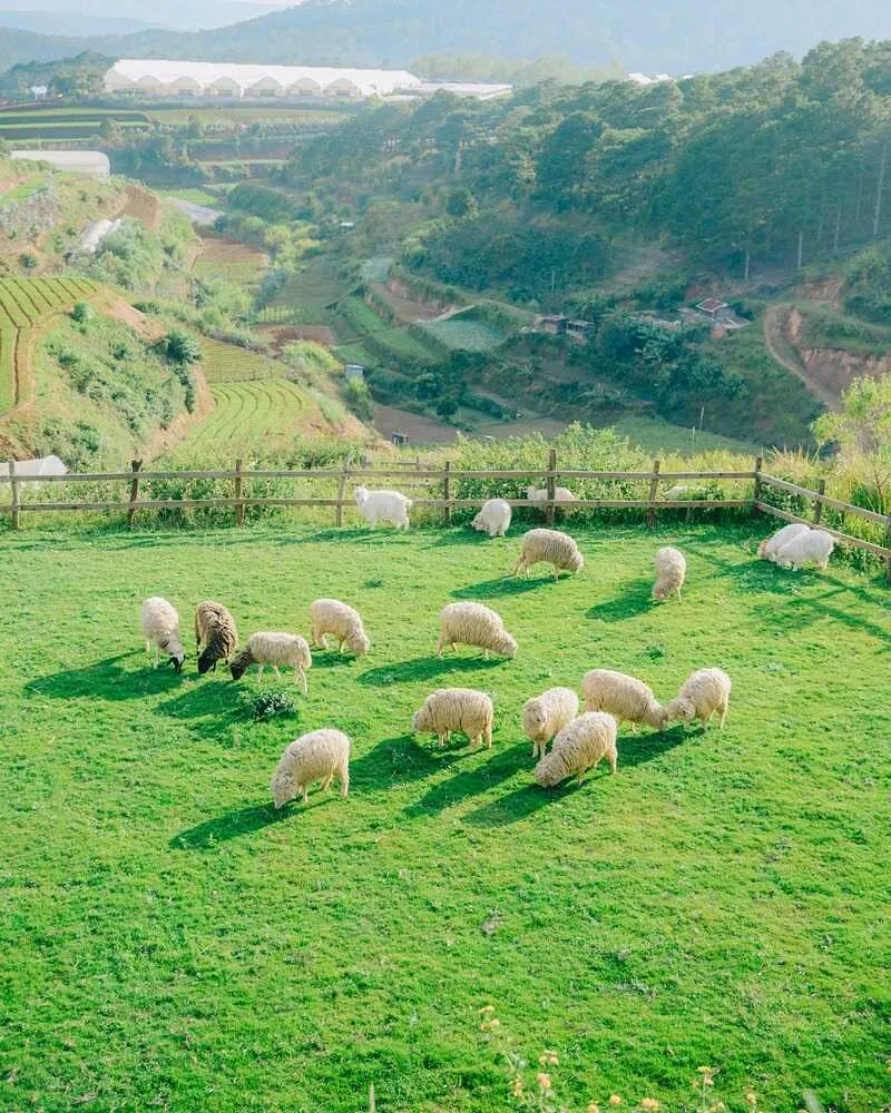 Chika Farm, nông trại cổ tích giữa lòng Đà Lạt