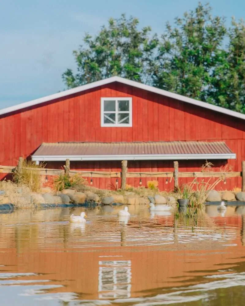 Chika Farm, nông trại cổ tích giữa lòng Đà Lạt