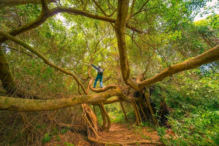 Chuyến đi trải nghiệm sân chim Vàm Hồ Bến Tre đầy thú vị