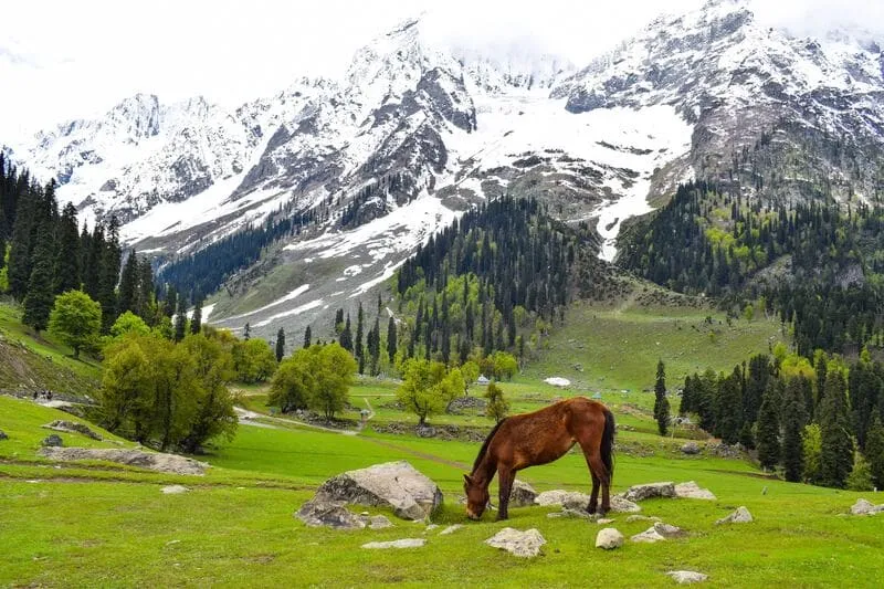 Có một Kashmir mang vẻ đẹp viễn chinh hoang dã