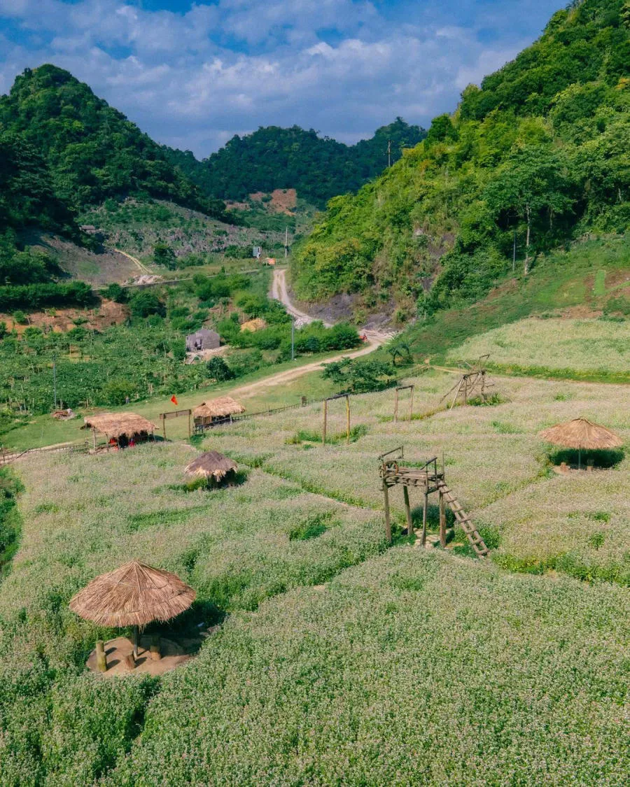 Có một Vườn hoa tam giác mạch xinh đẹp trên cao nguyên Mộc Châu