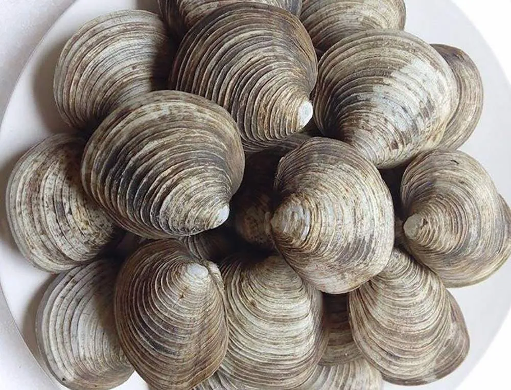 Con ngán biển Hạ Long – Món ăn đậm chất đất mỏ