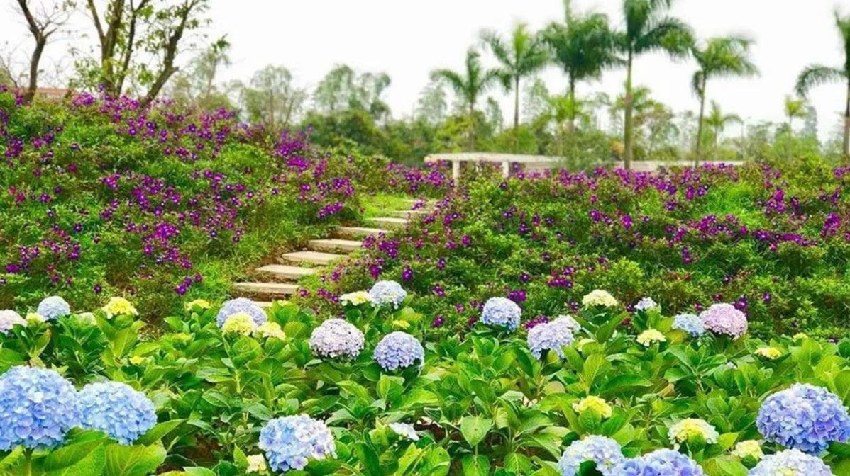 Công viên hoa hồng Rose Park – Mê cung hoa hồng nổi bật giữa lòng Hà Nội