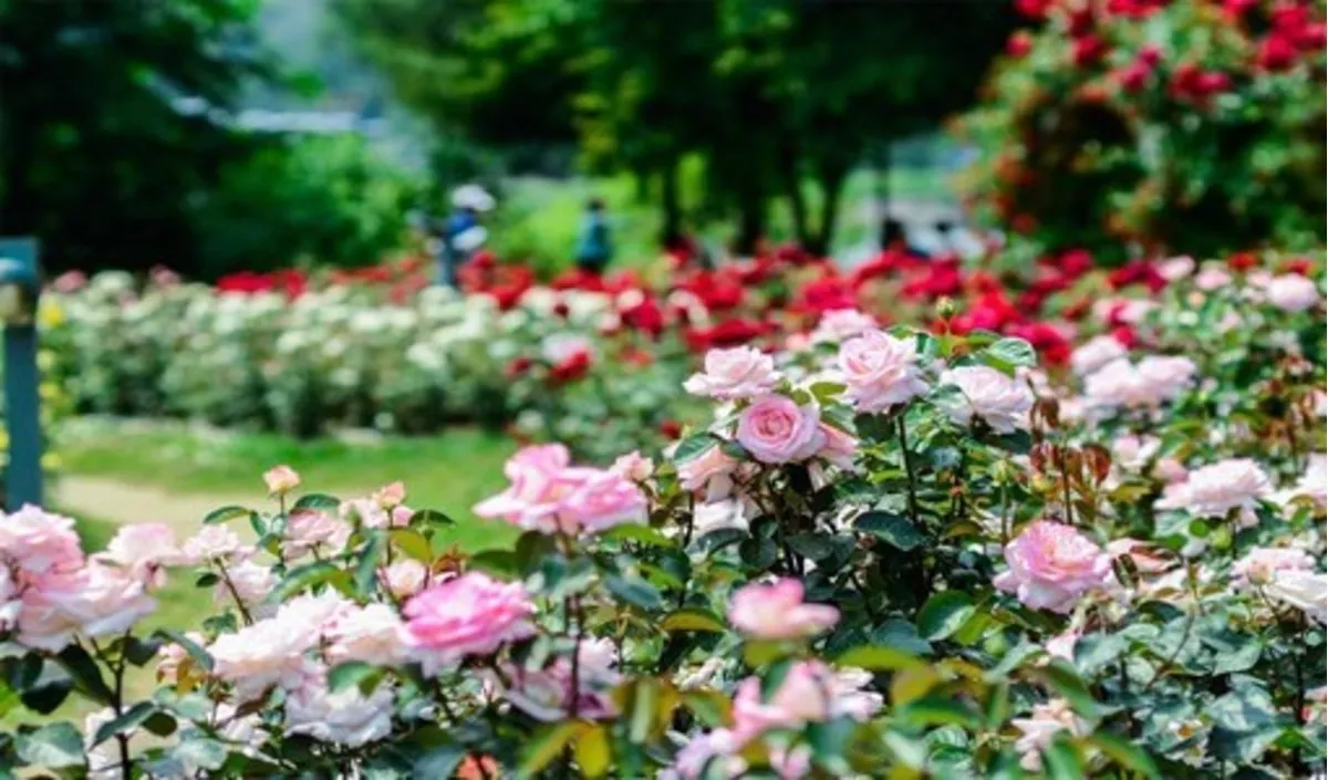 Công viên hoa hồng Rose Park – Mê cung hoa hồng nổi bật giữa lòng Hà Nội